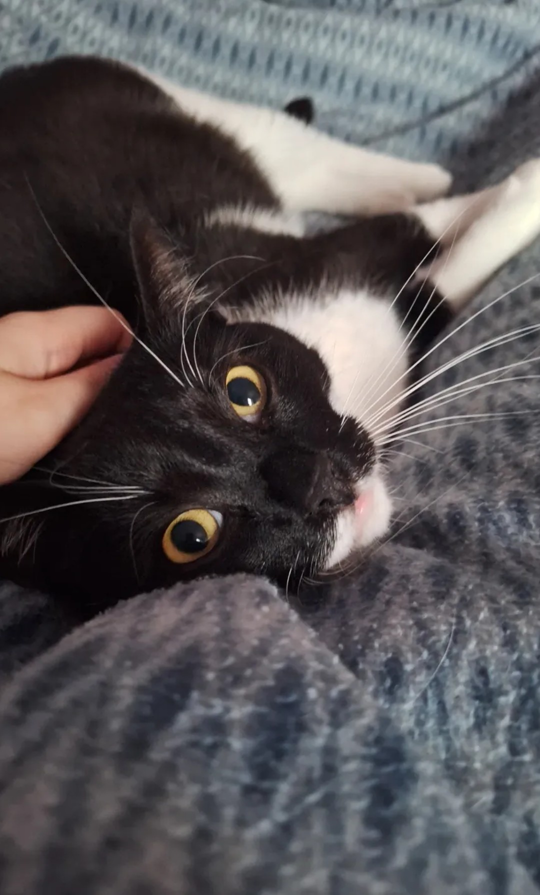 Kater Ace